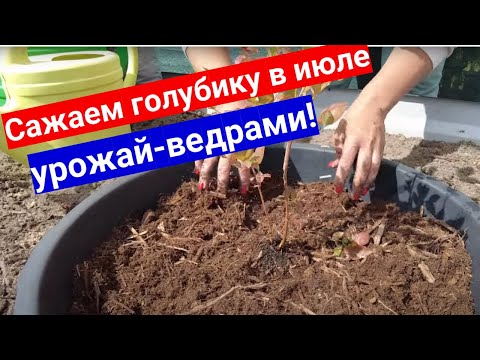 Сажаем голубику в июле. Способ, о котором вы точно не знали - урожай ведрами!