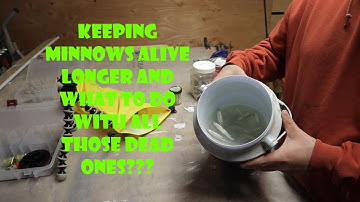 Keeping Minnows Alive Longer and What to do with all those Dead Ones???