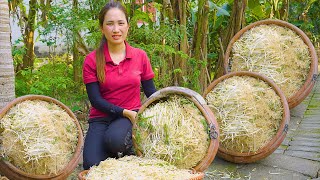 Harvesting Green Bean Sprouts Goes to the market sell - How To Make Green Bean Sprouts | Lý Thị Hoa