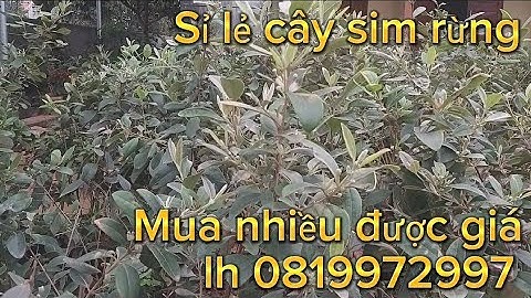 Sỉ lẻ cây sim rừng cao từ 50-80cm tùy loại, đang vụ ra hoa, về được ăn trái, cây tán nhiều