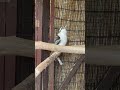 【Kookaburra call】ワライカワセミの鳴き声【埼玉県こども動物自然公園/SaitamaChildrensZoo】