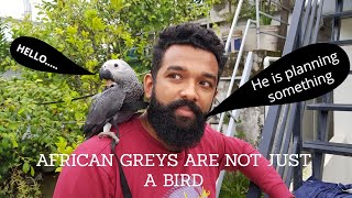 Don't consider African Grey Parrot as a pet before seeing this | Grey Parrot the most intelligent.
