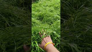 पशुओं को खिलाइए ये घास, 20 से 25 प्रतिशत तक बढ़ जाएगा दूध उत्पादन #makkhan_grass #मक्खन_घास