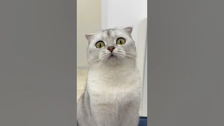 Does your cat have any weird favorite toys? #cat #cats