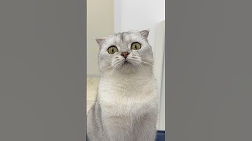 Does your cat have any weird favorite toys? #cat #cats