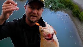 Stime Med Selektive Guldørreder - Hvordan Fanger Man Dem?