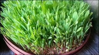 Cara Membuat Fodder Jagung Untuk Pakan Ternak