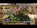 Can i go rare plant shopping with a 75 budget big bloomers house plant shopping  plant haul