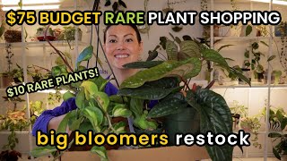 Can I Go RARE Plant Shopping With A $75 BUDGET? BIG BLOOMERS House Plant Shopping & Plant Haul by Plant Life with Ashley Anita 35,812 views 3 months ago 1 hour, 29 minutes