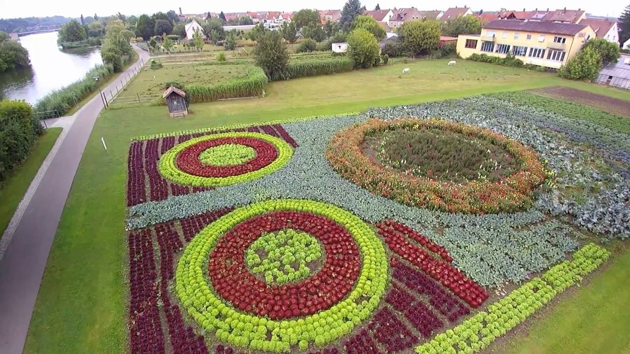160805 Salatblume in Kitzingen Etwashausen YouTube