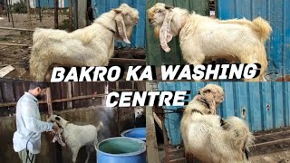 Bakro ka washing centre | khans goat farm | garmi me bakro ki zada dek bhaal | #goatfarming