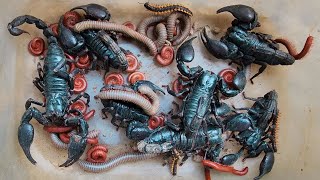 Amazing Catch Small Red Millipedes, Tiny Brown Millipedes, And 3 Giant Scorpions | Small World