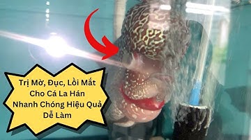 Chữa Bệnh Đục, Lồi Mắt Cho Cá La Hán Hiệu Quả, Đơn GIản, Nhanh Chóng
