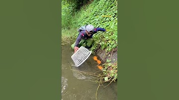 Cá Lớn - bắt Cá Đẹp ẩn nấp trong cỏ 😱 #khacthuyvlogg