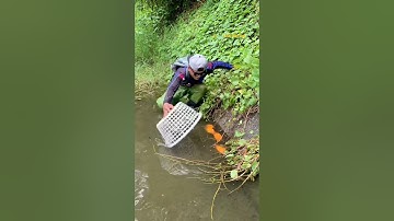 Cá Lớn - bắt Cá Đẹp ẩn nấp trong cỏ 😱 #khacthuyvlogg