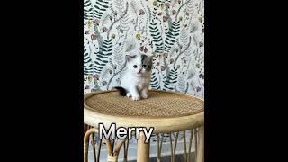 Holiday litter by Wunderfolds Scottish Fold Cats 90 views 1 year ago 1 minute, 13 seconds