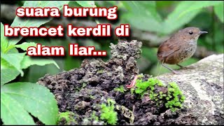 Burung brencet kerdil gacor di alam liar