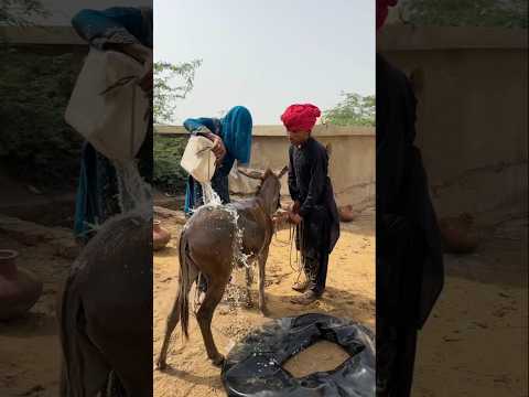 كلاهما يقومان بتبريد الحمار مع ا