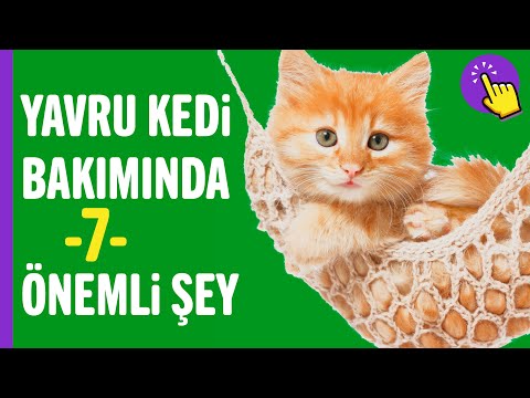 Video: Kediniz yoksa Kaçırdığınız 7 Şey
