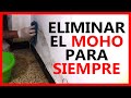 Como quitar el MOHO de pared FÁCILMENTE y olvidarse