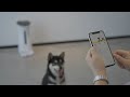 Automatic Pet Feeder with Camera #smarthome #poweredbytuya