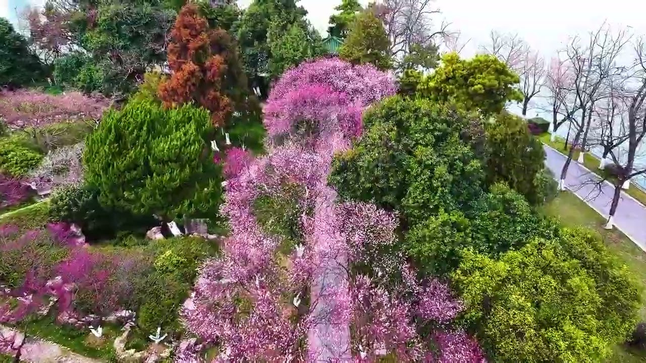 【 Nanjing Scenery 】More than 2,300 plum blossoms have begun to bloom at Blossom Tunnel