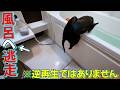 【風呂で猫が逃走】本気で風呂が好きすぎて浴槽へ逃げるネコが厄介すぎる