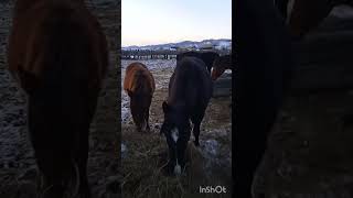 лошади едят сено, стоят дома #horses #лошади