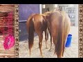 BIG Horse Updates!