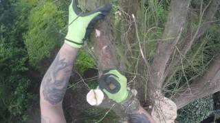 Conifer Dismantle