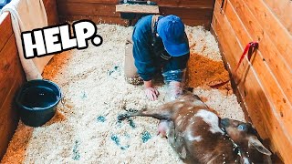 This BABY ain't coming out on its own! (goat birth  labor & delivery)