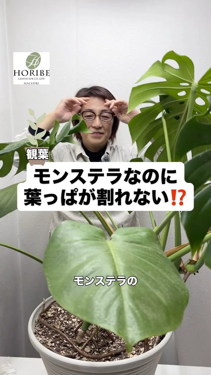 解説】モンステラの葉っぱが割れない⁉️ #ほりべ造園 #北海道 #旭川市