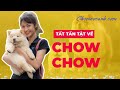 Giá chó Chow Chow bao nhiêu? Cách nuôi Chow Chow? Mua Chow Chow tại Hà Nội và TP.HCM ở đâu uy tín?