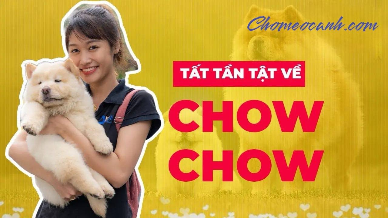 Giá Chó Chow Chow Bao Nhiêu? Cách Nuôi Chow Chow? Mua Chow Chow Tại Hà Nội Và Tp.Hcm Ở Đâu Uy Tín?