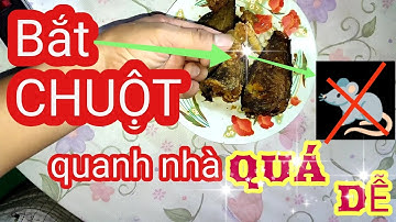 Cách BẪY chUỘT trong nhà hiệu quả | 1 Cách Làm