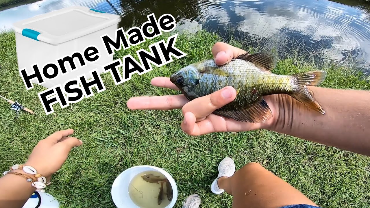 girls like you Inexpensive Homemade Fish Tank with Wild Caught Fish - Hilary Martin