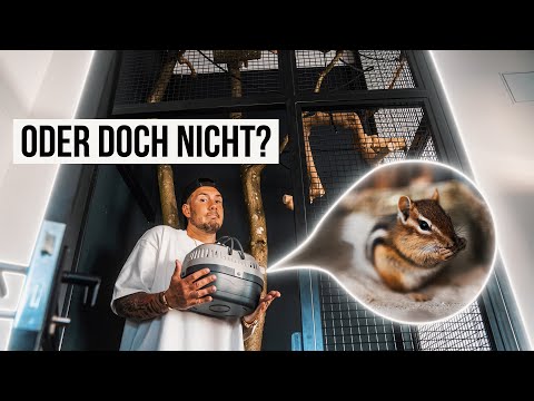 Video: Klettern Streifenhörnchen auf Bäume?