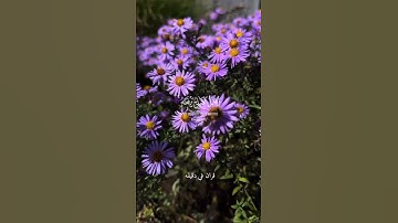 قران كريم ارح قلبك وسمعك #سعد_الغامدي #قران_في_دقيقة #قرآن #quran #المصحف@قران_في_دقيقة