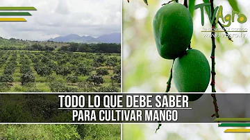 ¿Es el mango un cultivo de verano?