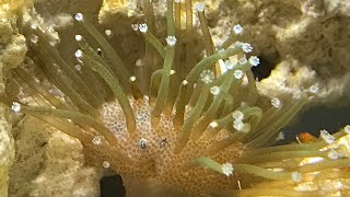 Low tech, natural, soft coral reef. Part 10. The brown algae is back.