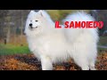 Il Samoiedo Il cane venuto dalla Siberia