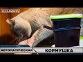 АВТОМАТИЧЕСКАЯ КОРМУШКА ДЛЯ КОТА НА ARDUINO  v.1.0