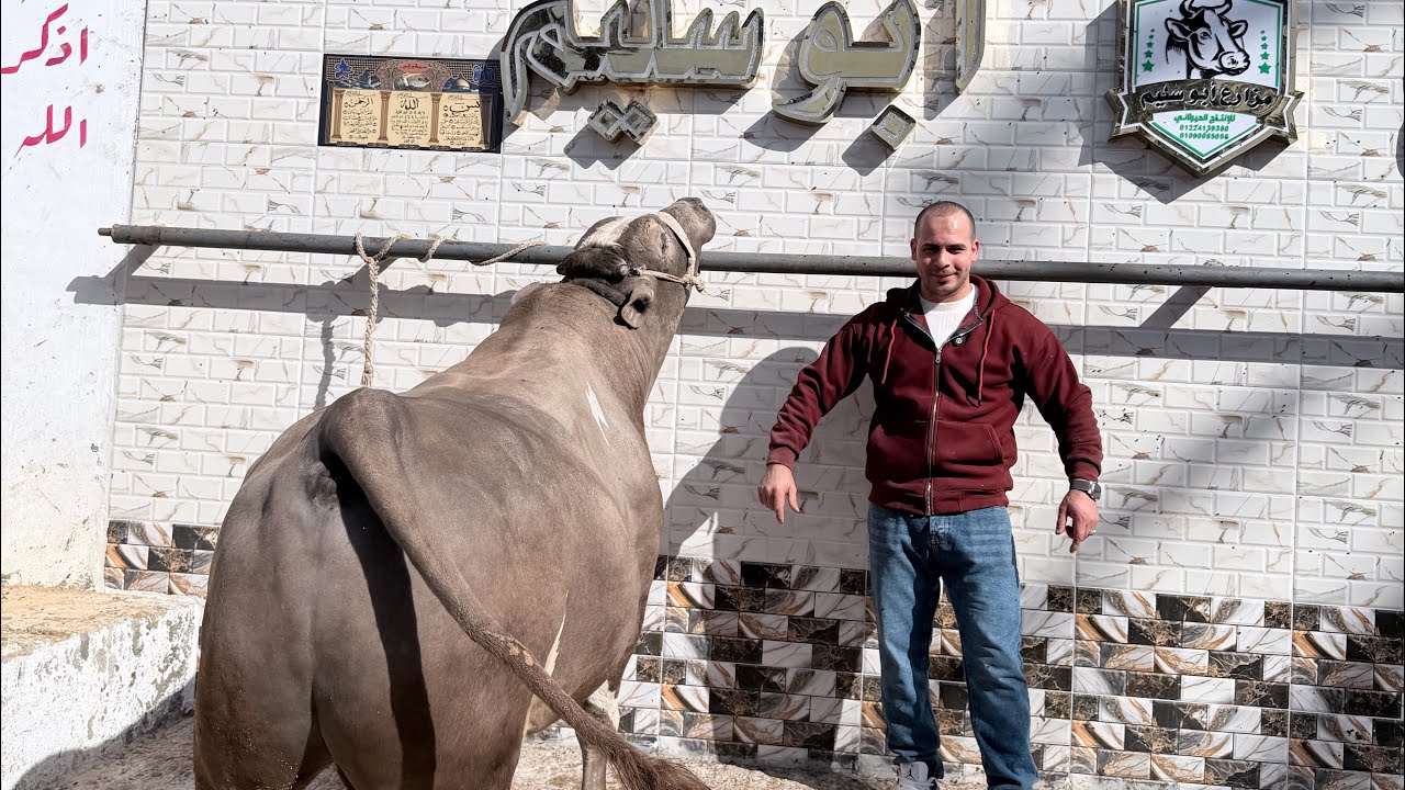 سر العلفه ال بتخلي العجول دبابات عند مزرعه ابو سليم 