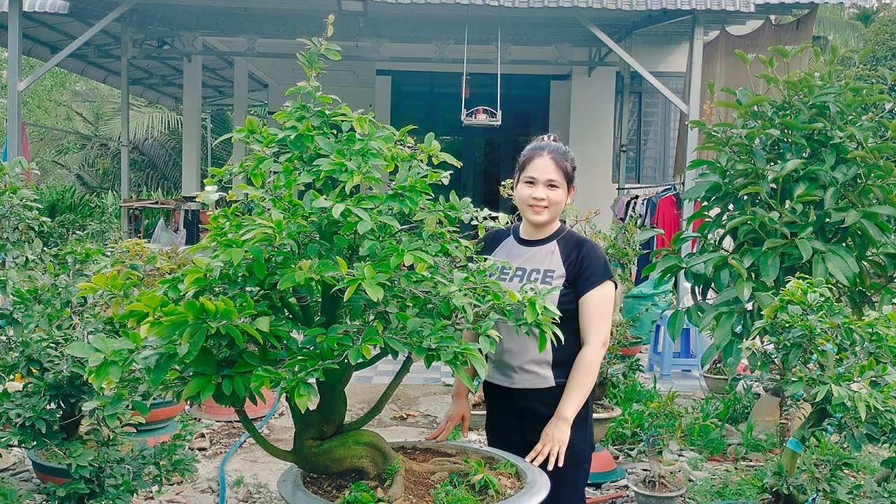 4/3/2026 nhị ngọc toàn khủng bình lợi như ý dáng long đế đẹp☎0939099607 Thúy Hằng