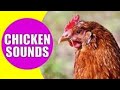 اصوات مختلفة الدجاج الفراخ للمونتاج بدون حقوق نشر كروما Cromachallenge خضراء اصوات مختلفة الدجاج الفراخ للمونتاج بدون حقوق نشر كروما Cromachallenge خضراء