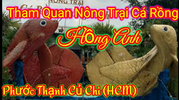 Tham Quan Trại Cá Rồng Hồng Anh (củ Chi HCM) không 