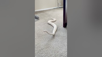 ボールパイソンは面白い