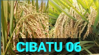 PADI CIBATU 06  BOBOT SEPERTI BATU