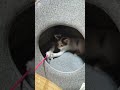 じゃれている猫#cat #ねこ #子ネコ #cute