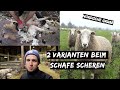 Schafe scheren in 2 Varianten | Böcke kommen aus der Herde | DEICHVLOG #16